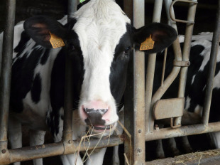 Os traballadores denuncian o desmantelamento do Centro de Información do Agro Galego (CIAG)