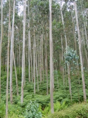 Eucaliptos en Viveiro, onde existe (no Souto da Retorta) o meirande da Península